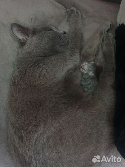 Британский котëнок