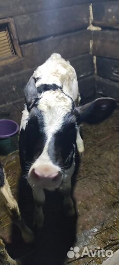 Корова теленок 1.5 месяца