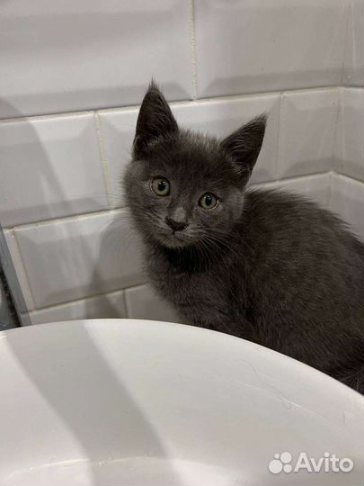 Котята. Девочка Ляля. мальчик метис.В добрые руки