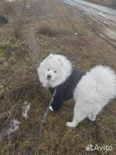 Самоедская лайка