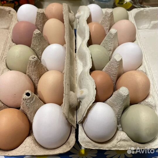 Инкубационное яйцо несушек