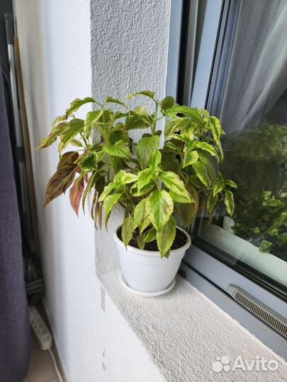 Комнатные цветы