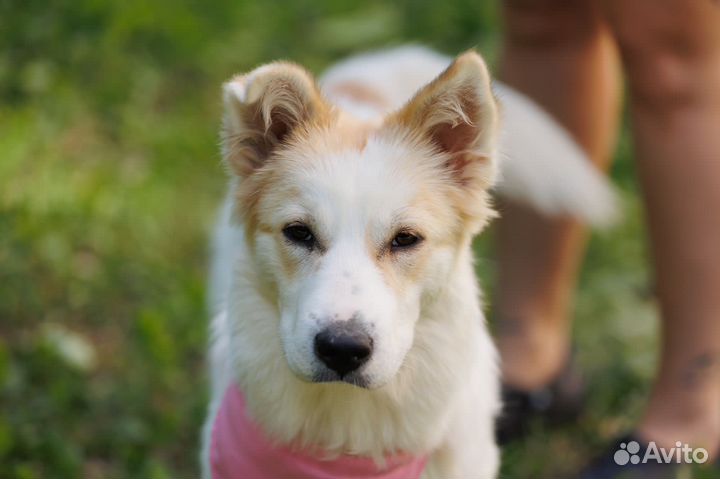 Собака метис в добрые руки