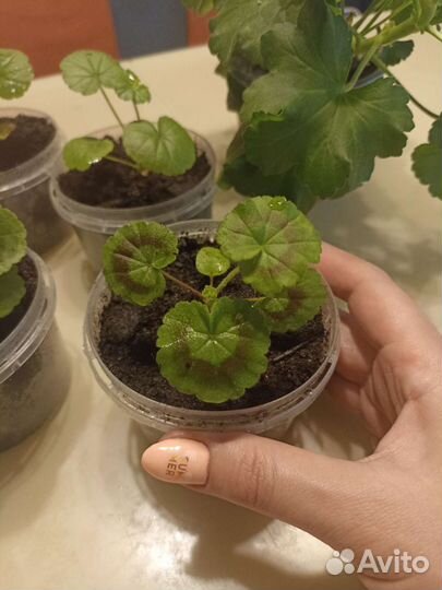 Пеларгония