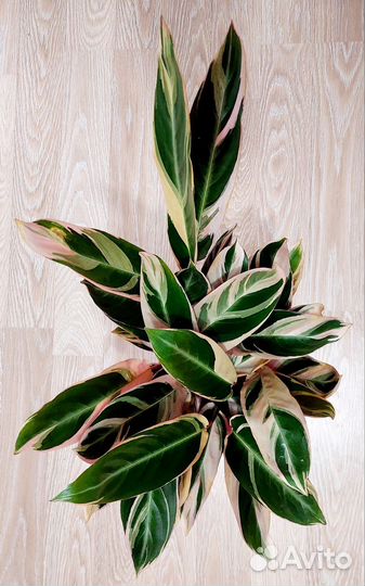 Строманта триостар