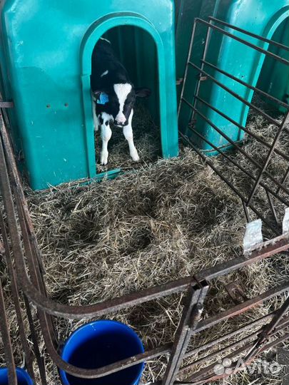 Отборные телята бычки быстрая доставка