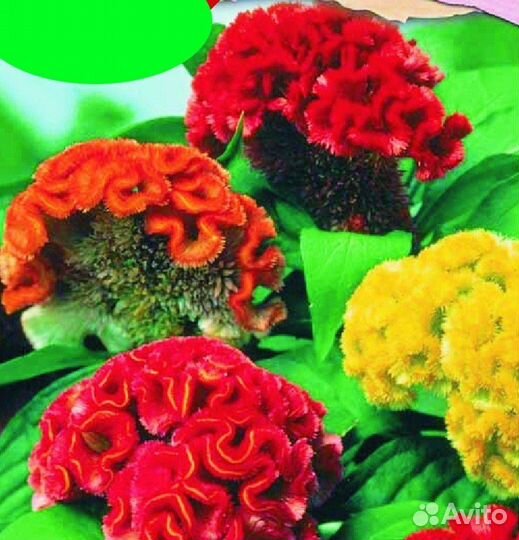 Петуния тайдал, вегетки, калибрахоа,ипомея батат