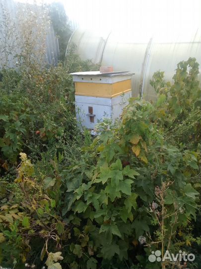 Продам улей с пчелами