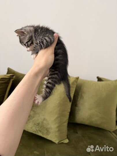 Котята бесплатно