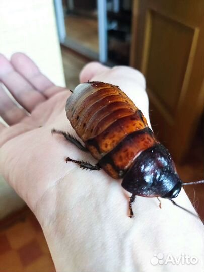 Мадагаскарские тараканы