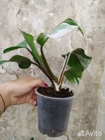 Филодендрон White Knight (Белый Рыцарь)