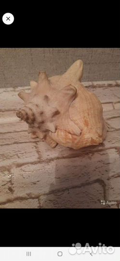 Ракушка морская большая