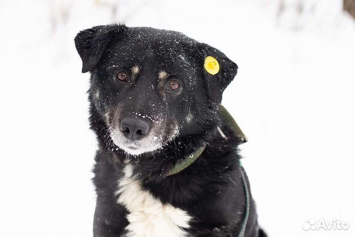 Собака Барон ищет дом