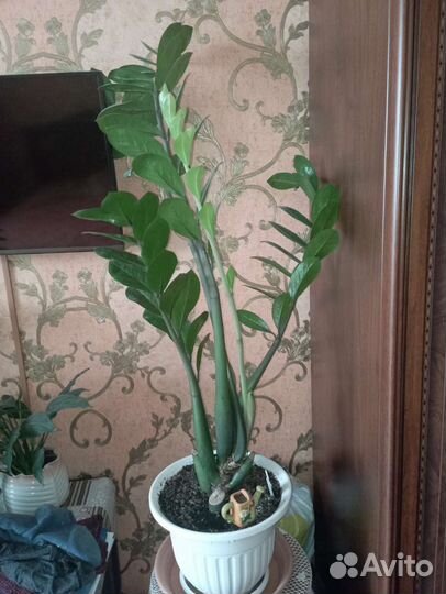 Замиокулькас, фикус Бенжамина