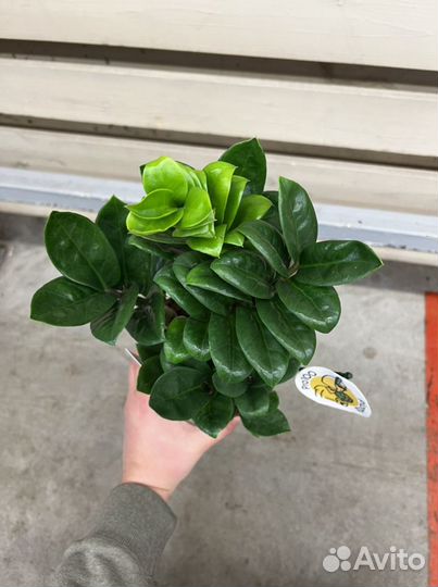 Замиокулькас зензи H 35 см