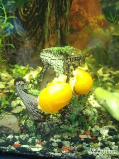 Улитки аквариумные ампулярии