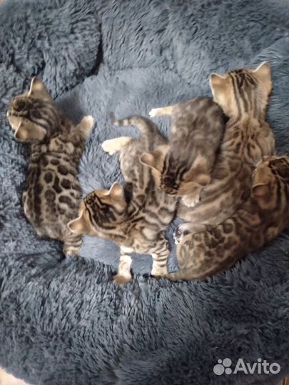 Бенгальские котята