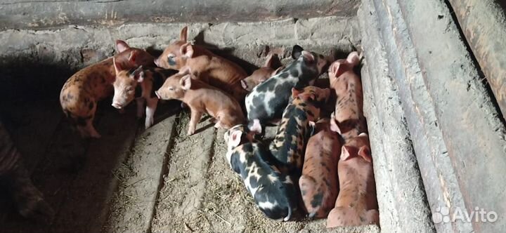 Продам поросят