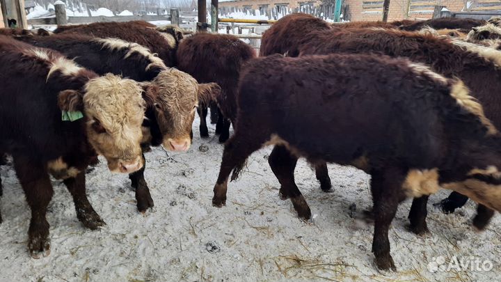 Бычки чистые сементалы герифорды