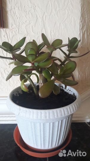 Денежное дерево (толстянка, красула)