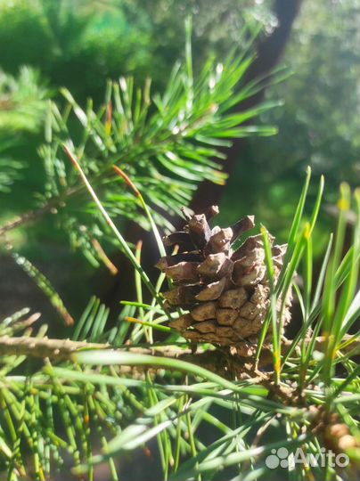 Шишки еловые и сосновые сухие