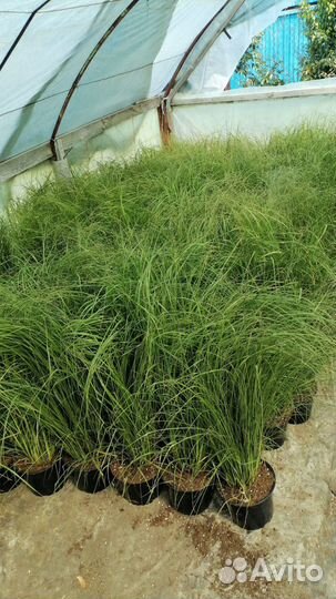 Цмин Пинесетум