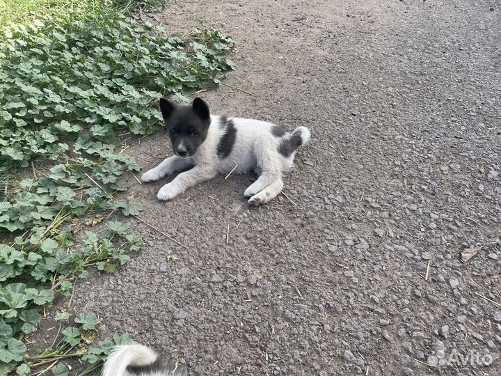 Щенки Лайки