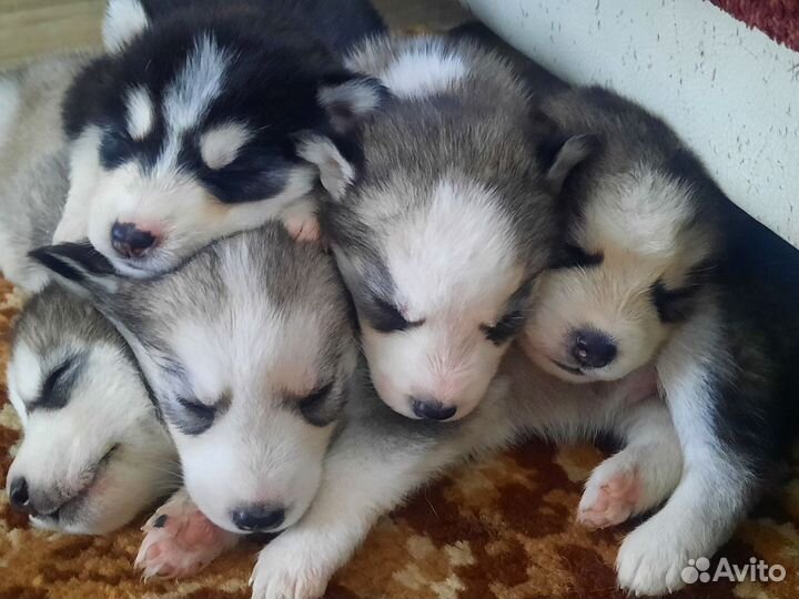 Щенки сибирской хаски