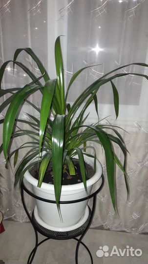 Комнатное растение Панданус