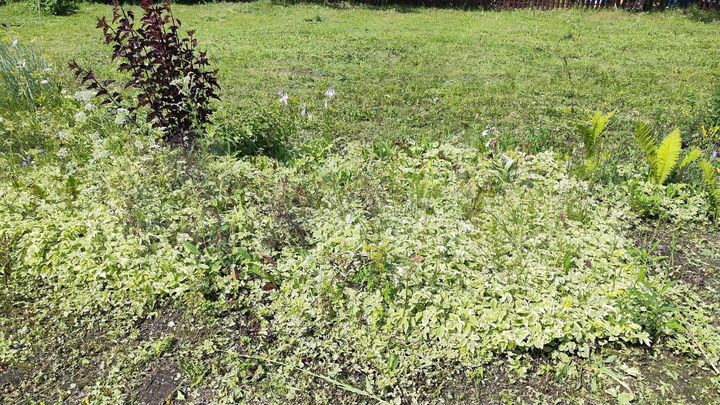 Участок 11,5 сот. (СНТ, ДНП)