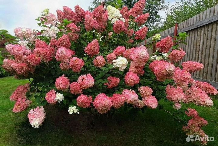 Гортензия Метельчатая