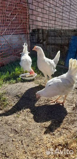 Куры несушки