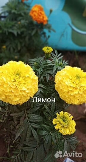 Семена бархатцев