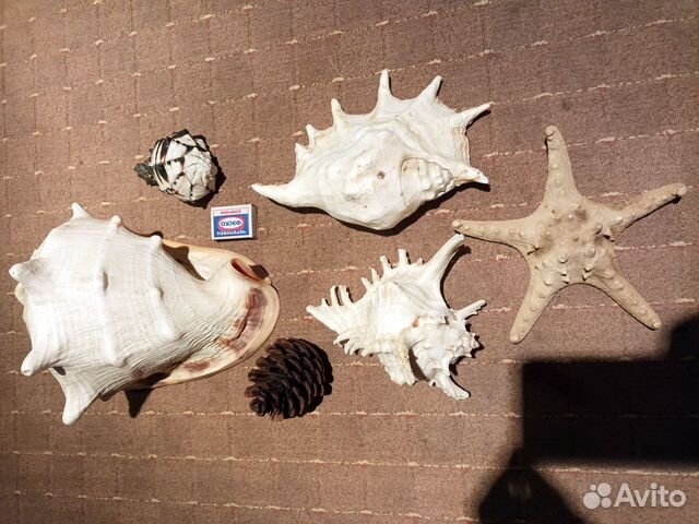Морские раковины