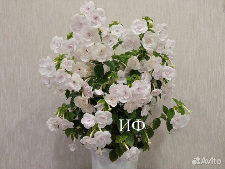 Ахименесы ризомы