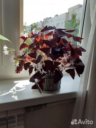 Фикус бенджамина / Толстянка / Оксалис - бабочки