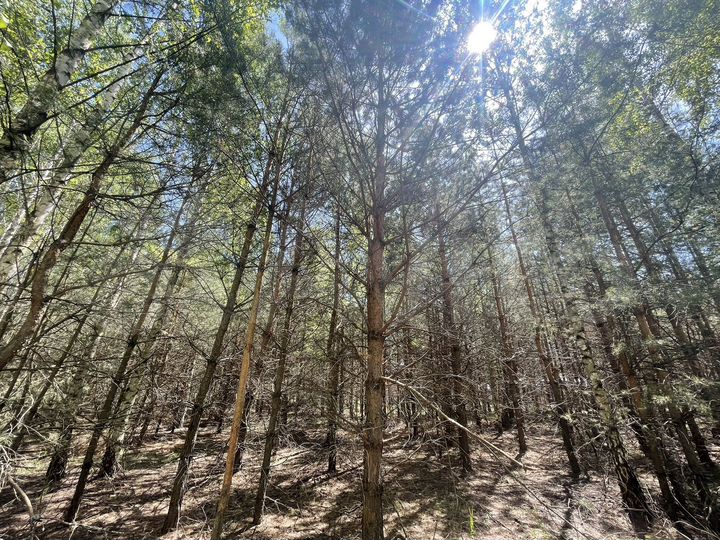 Участок 12,8 сот. (ИЖС)