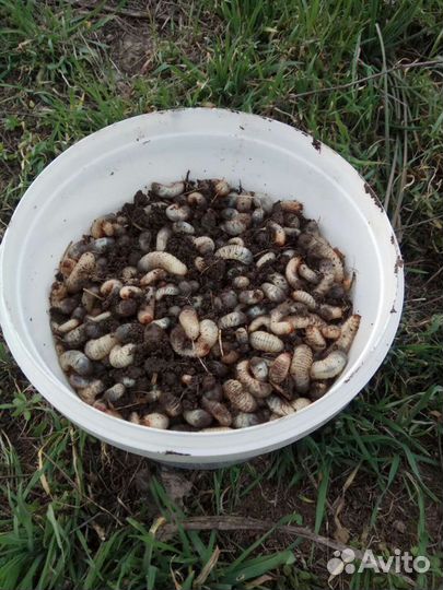 Личинка майского жука