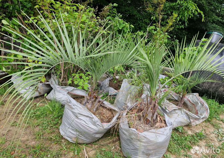 Пальмы бутия, финиковая,трахикарпус,банановая и др
