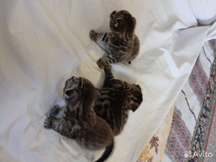 Котята шотландцы вислоухие