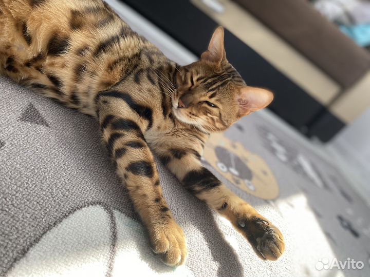 Бенгальский кот