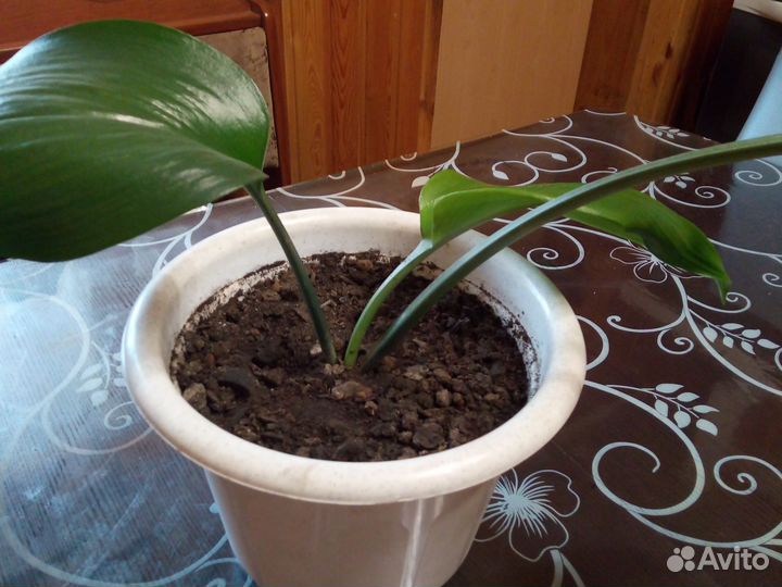 Фикус бенджамина агланэма эухарис