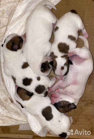 Джек Рассел терьер