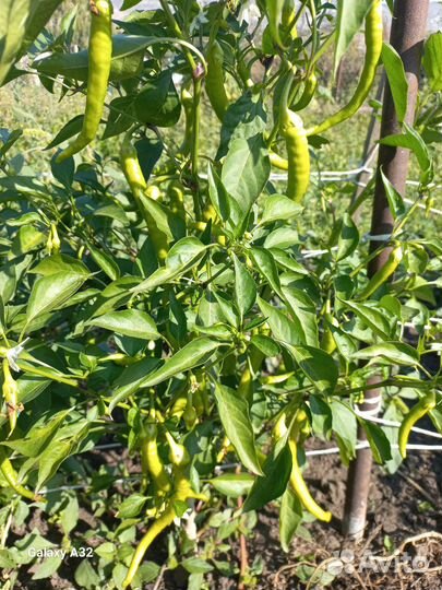 Острый перец