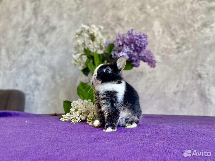 Кролик мальчик минор 300 грамм