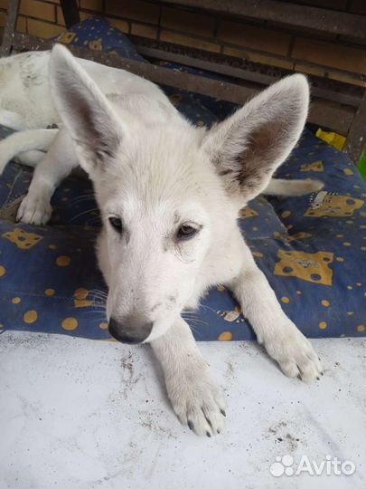 Щенки 3 девочки