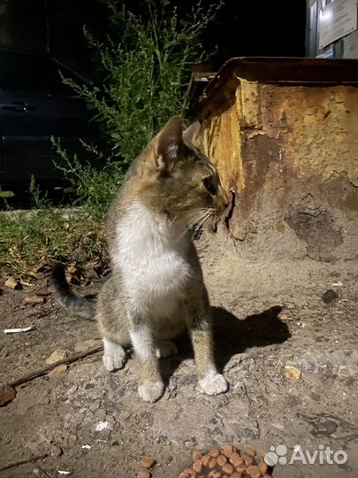 Кошки в добрые руки