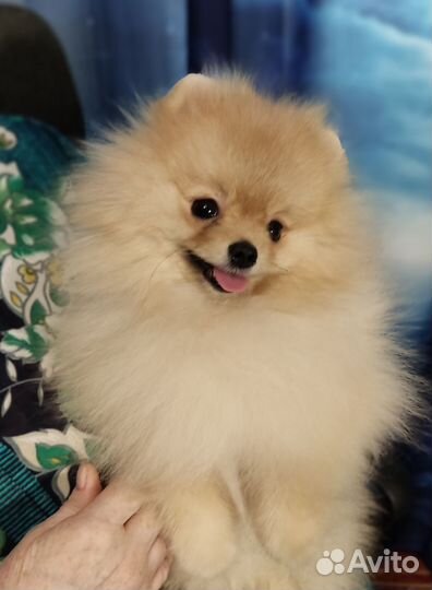 Кремовый мальчишка