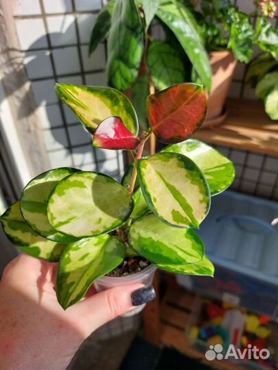 Хойи вариегатные