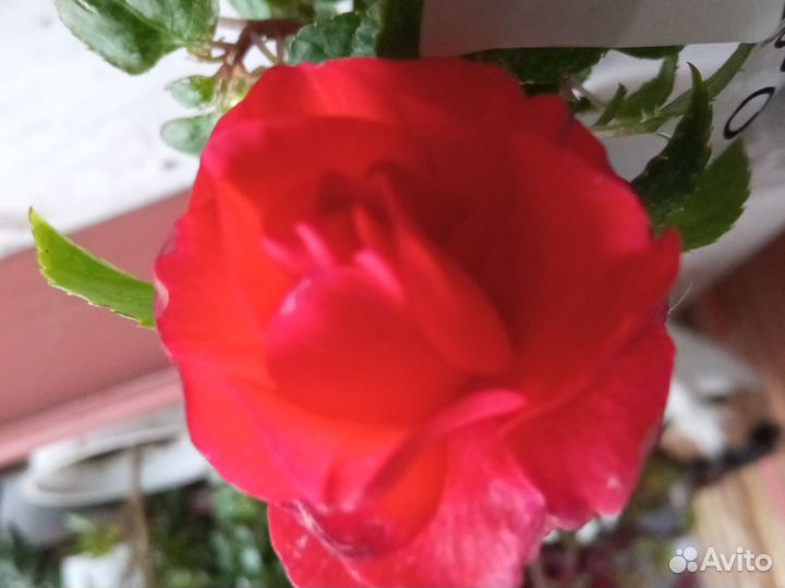 Бальзамин ванька мокрый